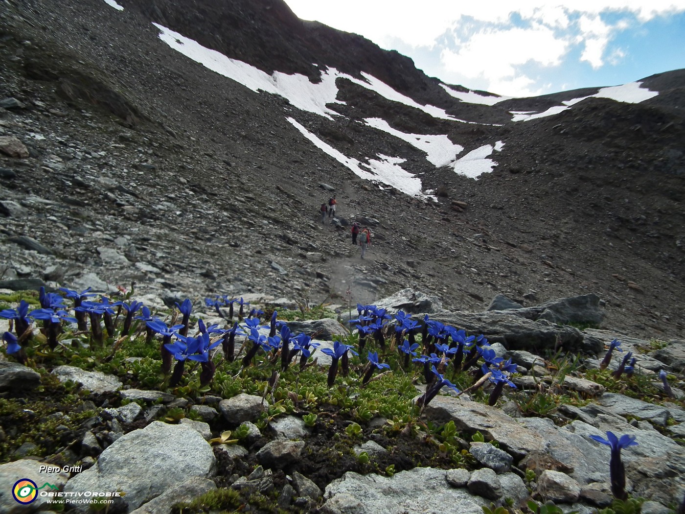 119 Genziana utricolosa con vista verso Passo Zebru.JPG